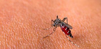 Chikungunya adalah penyakit yang disebabkan oleh gigitan