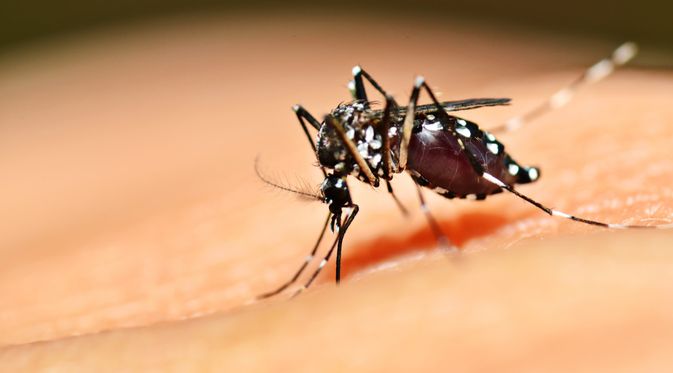 Penyebab Demam Berdarah Dengue