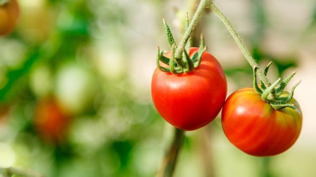 Bukan Cuma Taoge, Tomat Juga Bermanfaat untuk Kesuburan (Garsya/Shutterstock)