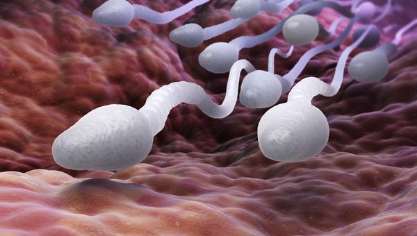 Apakah menelan sperma dapat menyebabkan hamil