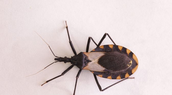 Penyakit Chagas - KlikDokter.com (Schlyx/Shutterstock)