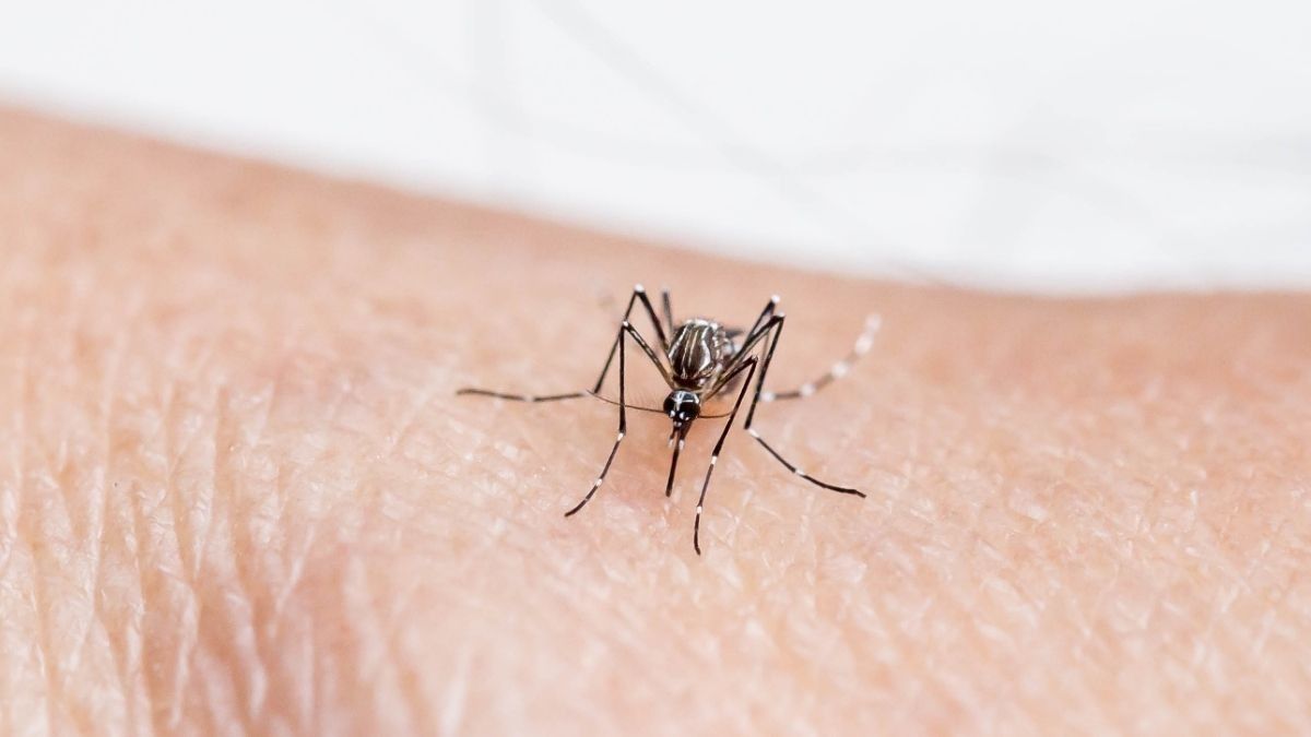 Apakah yang menyebabkan penyakit malaria