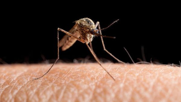 Penyakit malaria yang sangat berbahaya adalah