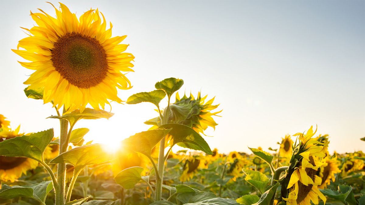 5 Manfaat Minyak Biji Bunga Matahari Untuk Kesehatan Info Sehat Klikdokter Com