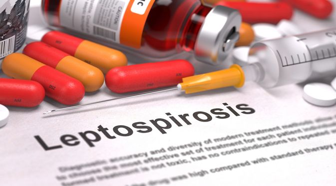 Pengobatan Leptospirosis