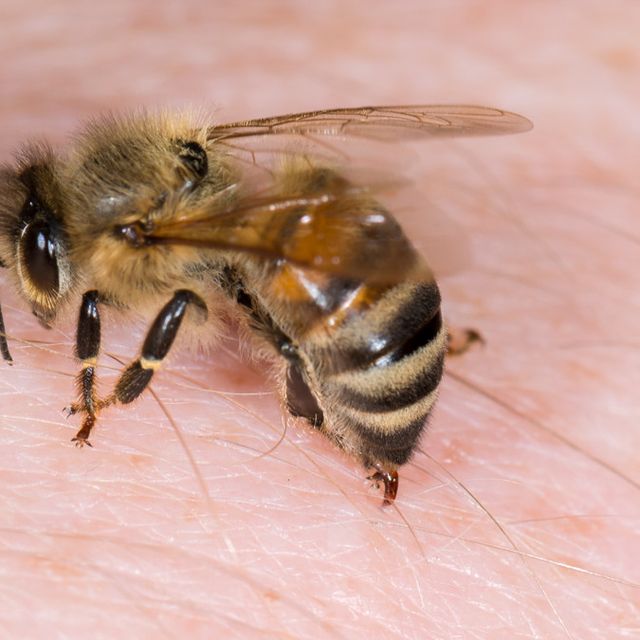Bernapas dengan lebah 3 Cara
