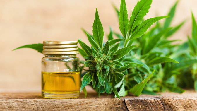 The Market Of Cannabis Oil And Its Method Of Extraction