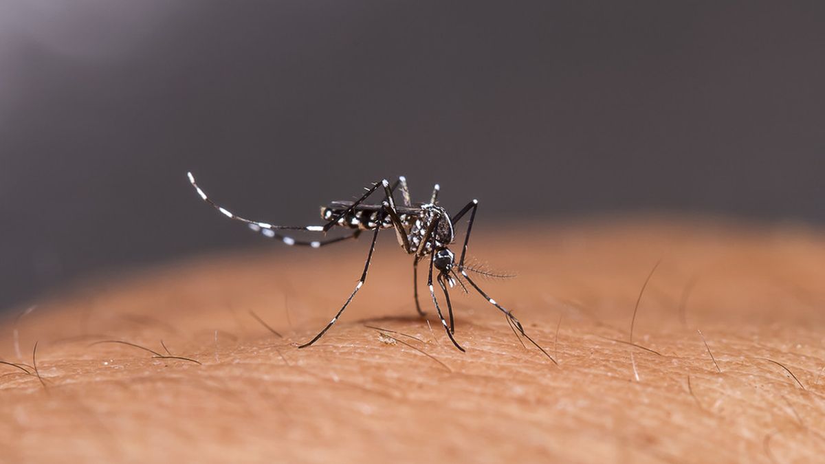 3 Ciri Ciri Nyamuk Demam Berdarah Aedes Aegypti