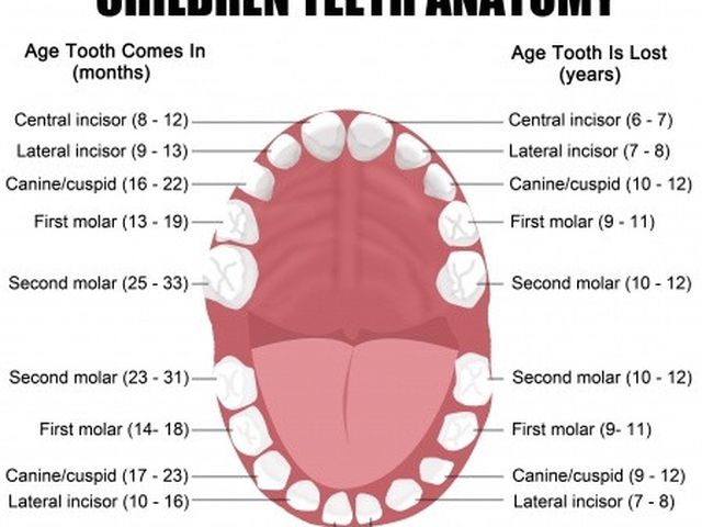 Jumlah gigi bawah orang dewasa