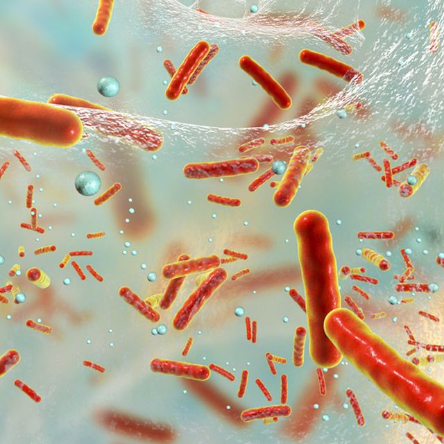 Sebutkan dan jelaskan bakteri yang menguntungkan manusia