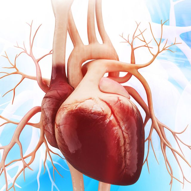 Antara bilik dari jantung terdapat katup dan fungsi serambi jantung di apakah jantung katup Anatomi Jantung: