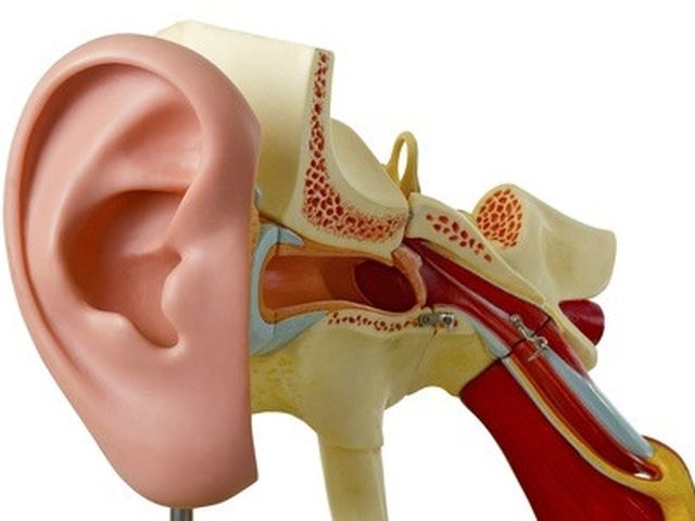 Apa fungsi tulang pendengaran
